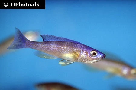 Cyprichromis leptosoma yellow